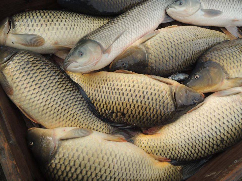 Rodinná farma Řezníček pořádá předvánoční prodej kaprů a amurů na Statku Lhota - Klučov v termínu 22.12. od 9 do 17h a 23.12. od 9 do 14h, případně do vyprodání zásob.