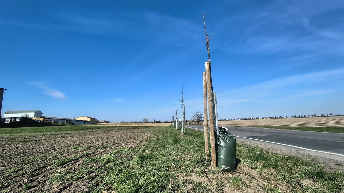 Na třech místech Vinoře jsme dosadili stromy. Na Bohdanečské ulici, v úseku od zastávky k fotbalovému hřišti, jsme doplnili stávající alej o devět nových sakur. Chodník v tomto úseku je již hotový – stromy ho teď pěkně doladí. Na pár místech sice terén výsadbu neumožnil, ale tam, kde to šlo, sakury jsou.   Ve stejné ulici, ale mnohem dál směrem na Čakovice jsme v úseku od křižovatky s Jilemnickou doplnili ovocnou alej. Loňské léto nám zde některé mladé stromky napadla bekyně zlatořitná – housenky tohoto motýla obalily stromy pavučinami a poškodily je natolik, že musely být nahrazeny. Na jejich místo jsme vysadili 30 hrušní a 28 jabloní, vybrali jsme staré krajové odrůdy.   U golfového hřiště jsme nahradili tři zničené pyramidální duby v tamní aleji.  Že stromy napadne bekyně, to pochopíme, ale že napadne někoho rozjezdit stromy autem, to pobrat neumíme. Martin Mach, radní