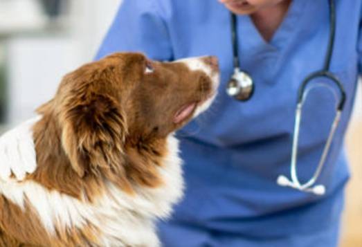 V sobotu 4. dubna 2026 od 12:30 do 13:00 hod. se uskuteční očkování psů u uřadu městyse. Cena za očkovací dávku proti vzteklině je 300,- Kč, za očkovací dávku proti vzteklině, psince a leptospiróze 500,- Kč a cena čipu činí 600,- Kč.  Očkovací průkazy s sebou!