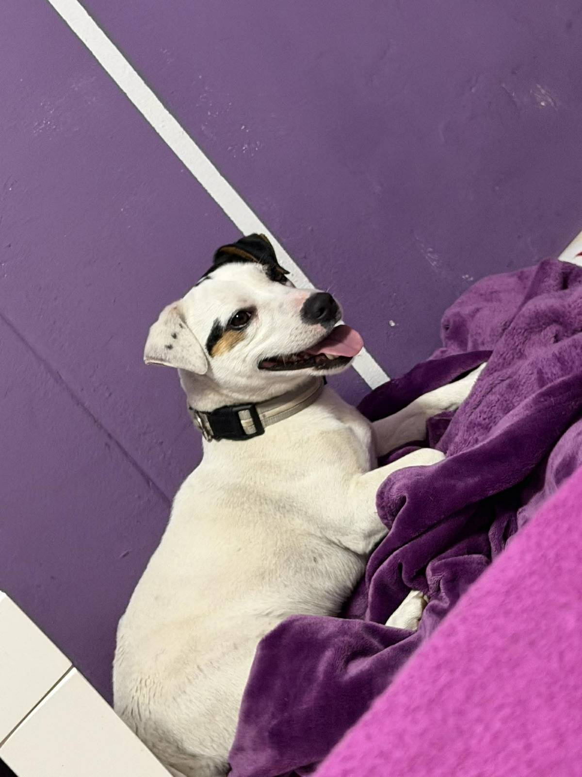 V Prachovicích se nám našel pejsek. Je bílý, s hnědými skvrnami a tmavým ouškem. Měl na sobě modrý obojek. Prosím každého, kdo zná majitele pejska, ať se ozve na OÚ Prachovice (469 660 885).  Děkujeme.