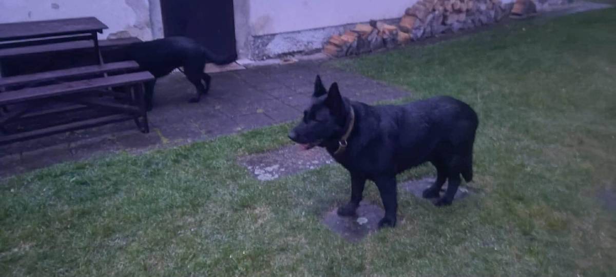 V údolí Želivky pod Petrovicemi v okolí Šamanovy valchy se dnes celé odpoledne pohybují dva velcí černí psi. Jeden má silný kožený obojek, druhý trochu menší je bez obojku Vypadají trochu jako vlčáci, ale jsou mohutnější. Nejsou útoční. Pokud víte komu patří, dejte majiteli, prosím, vědět. Děkujeme za spolupráci.  Přejeme klidný večer.