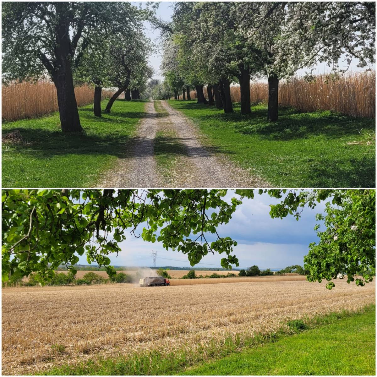 Oznámení paní Daniely Montoya o sklizni miscanthu na poli za hřbitovem. Vážení spoluobčané, v měsíci dubnu bude probíhat sklizeň plodiny miskantus v KÚ obce Škvorec na poli za hřbitovem a na přilehlých polích horní i spodní cesty směrem k Donátu. Sklízet se bude cca 9 dní a to pouze ve dnech příznivého počasí. Zemědělské stroje se budou  pohybovat především na naší horní cestě k Donátu a u Špejcharu. Dbejte prosím zvýšené opatrnosti při průchodu touto lokalitou, dejte prosím přednost zemědělským strojům a udržujte od nich bezpečný odstup, a to minimálně 4m. Děkuji Daniela Montoya