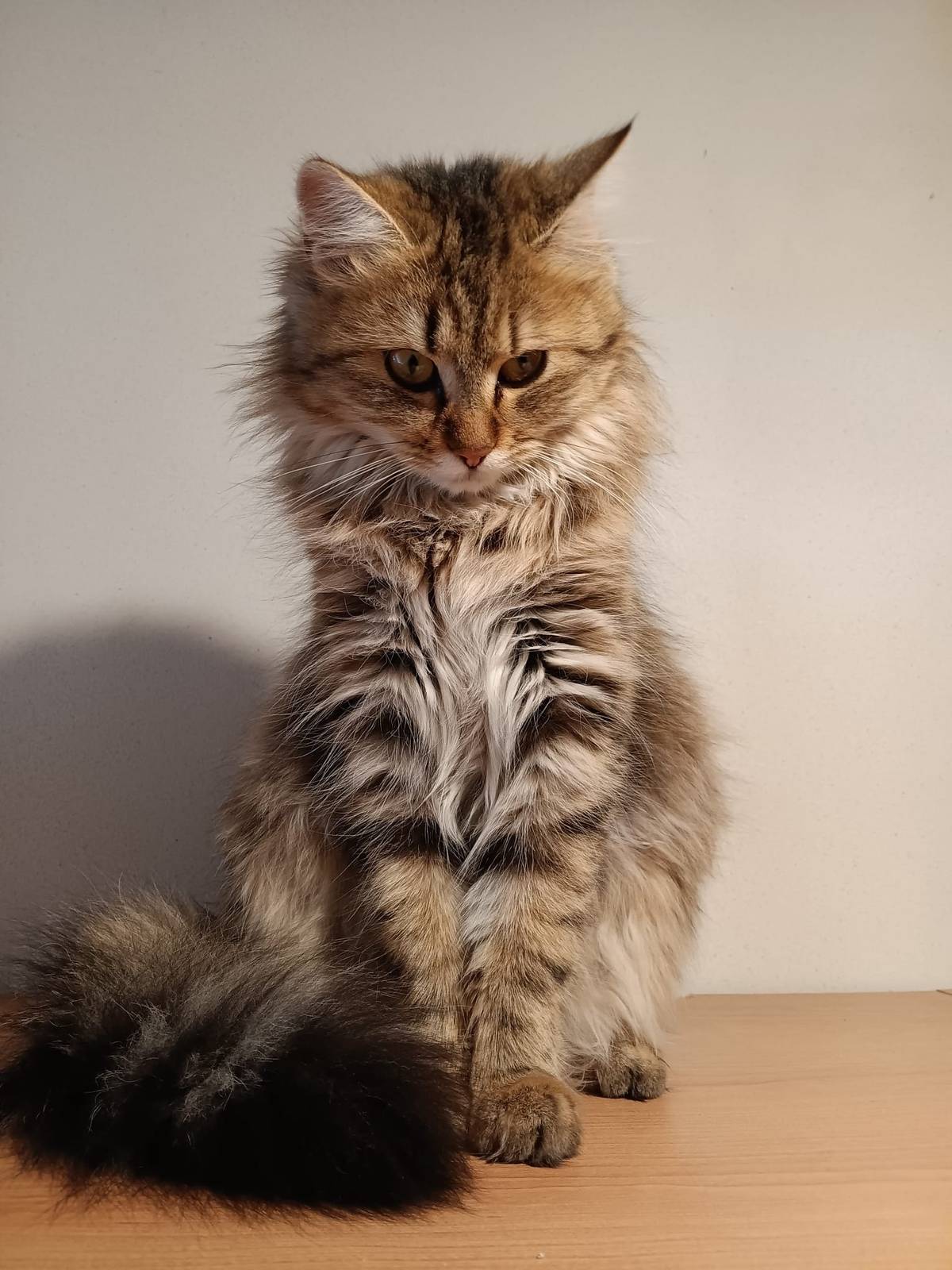 Hledá se kočka slyšící na jméno Miňonka. Naposledy se ukázala doma na Haštale včera dopoledne. Pokud jste ji viděli, kontaktujte, prosím, majitele na tel.č. +420 739 583 885. Děkujeme za pomoc.