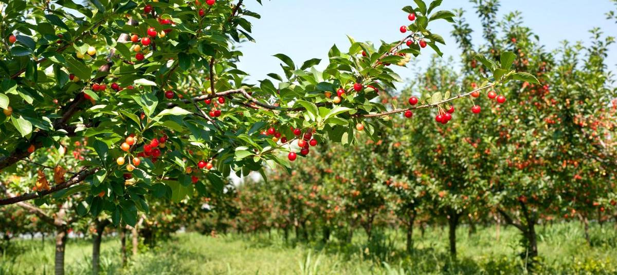 Prodej ovocných stromků