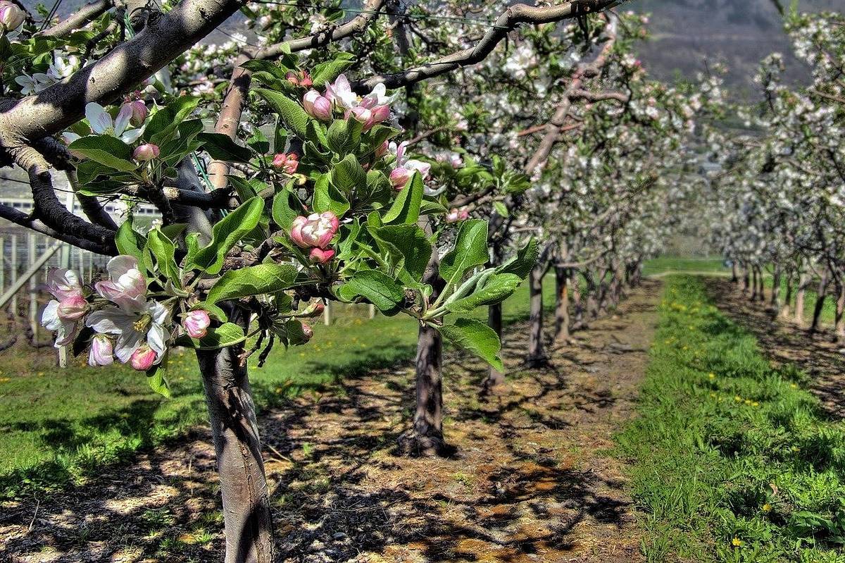 Oznamujeme Vám, že firma Kohaplant, prodejce ovocných stromků, keřů, drobného ovoce a růží, navštíví naši obec, kde bude nabízet stromky pro jarní výsadbu. V nabídce budou také pozdní odrůdy se zvýšenou odolností proti mrazu. Stromky jsou ošetřeny a kořeny zabaleny, takže se mohou sázet i po 14 dnech.  K prodeji budou: hurmikaki, meruňky, třešně srdcovky, jabloně, broskve, nektarinky, hrušky, švestky,  višně, ořechy, moruše, kdoule, lísky, angrešty odolné proti padlí, rybízy, kanadské borůvky, muchovníky (indiánské borůvky), vinná réva a růže různých barev. V nabídce bude také hnojivo na podporu růstu a ujmutí rostlin. Uvedené položky jsou v nabídce do vyprodání zásob.  Prodej proběhne zítra v pátek 10. dubna v čase od 10.30 hodin na prodejním místě u Jednoty.