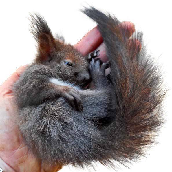 vyrocni_zprava_buchovice_0326_web.pdf