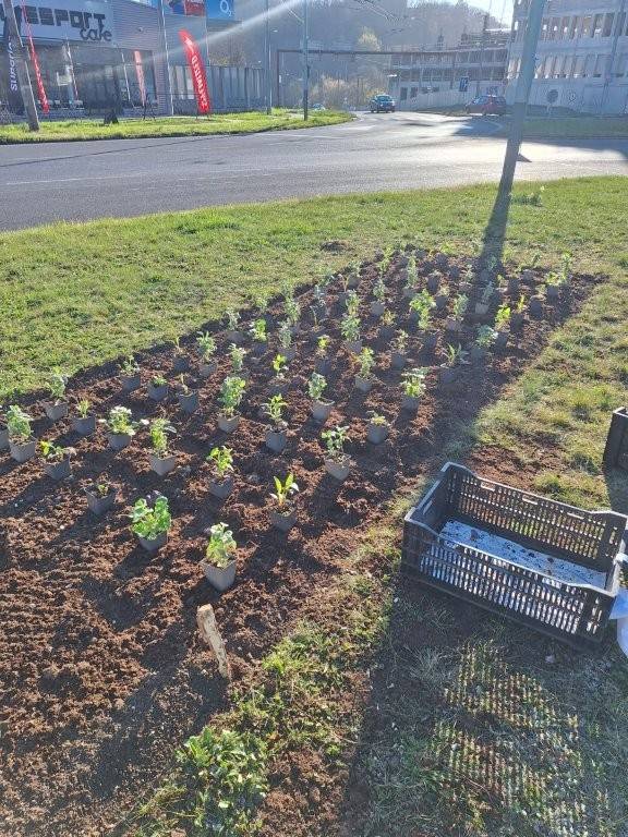 V současné době probíhají práce, jejichž cílem je zpestření ploch městské zeleně. A tak postupně vznikají nové trvalkové záhony s příměsí cibulovin jako např. v ulici Rooseveltova nad záhonem kdysi vysazených cibulovin, který postupně dožívá.