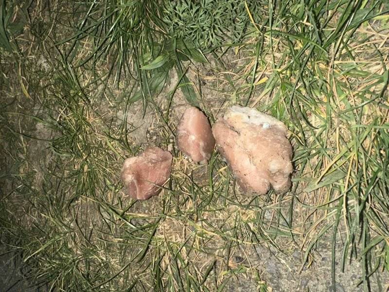 V oblasti mezi Libeňským mostem a ulicí Na Maninách bylo nalezeno větší množství kusů vařeného masa s hřebíky. Policie vše řeší a oblast by měla být již zajištěná. Přesto buďte na své psy opatrní. Policie také prosí případné svědky, aby se ohlásili na lince 158. Děkujeme! Více informací zde.