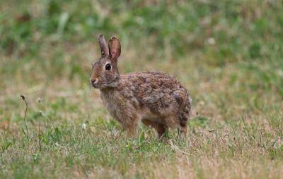 Bohužel jarní vlna nákazy zajíců myxomatózou propukla naplno. Virus se šíří jak přímým kontaktem mezi zvířaty, tak prostřednictvím bodavého hmyzu. Vlivem oteplení se šíření onemocnění výrazně urychlilo. Myslivci ze Šlapanic proto žádají občany o spolupráci.