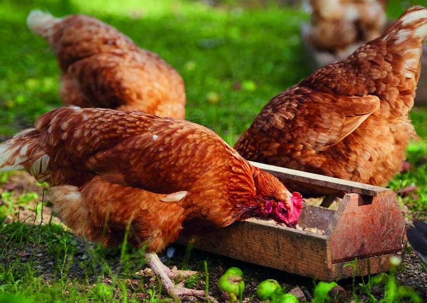 Drůbežárna Prace🐓bude v úterý 14. dubna v 11:40 hod. v Dolanech a v 11:50 hod. ve Vésce prodávat mladé kuřice a kohouty🐓slepice po roce snášky za 140 Kč, brojlerová káčata🐤housata, husokačeny Mulard, krmivo pro drůbež a králíky🐇vitamínové doplňky, a dále pak vykupovat králičí kožky v ceně 10 Kč/ks.