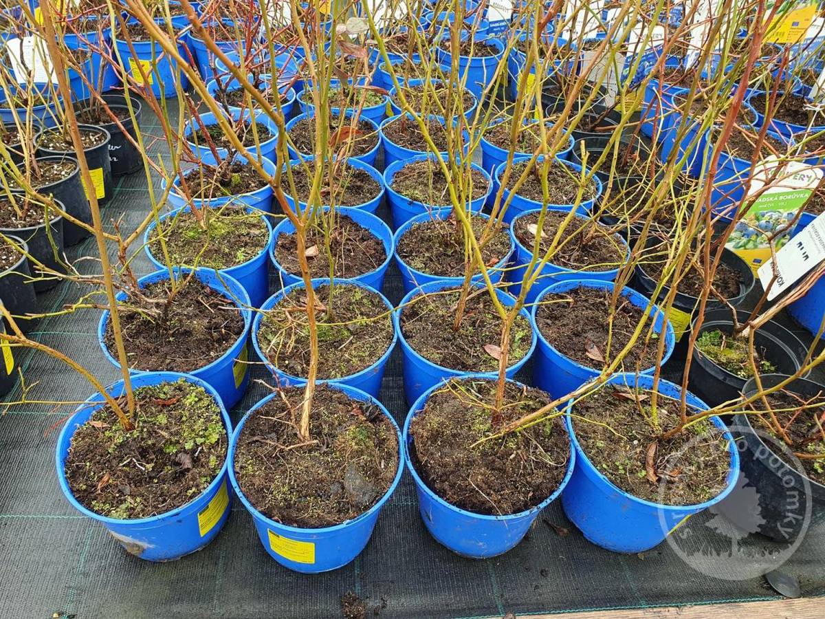 Sobota 11.4.2026 ve 12 hodin na parkovišti OÚ