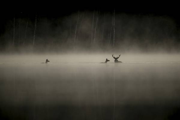 10.04.26 17.30  V srdci tichých lesů, kde se v ranní mlze ztrácí stopy rysů, medvědů a jelenů, se režisér Vincent Munier – držitel Césara za nejlepší dokument roku 2022 a nominant festivalu v Cannes 2021– vydává se svým otcem a synem na cestu za dobrodružstvím. Nesnaží se zachytit jen vizuální krásu krajiny,...