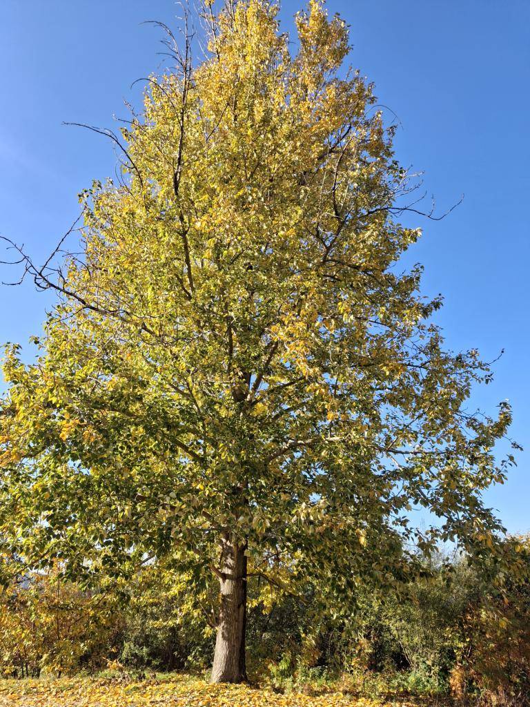 Milí spoluobčania,    dnes sme po nadobudnutí právoplatnosti vydaného súhlasu Okresného úradu v Námestove,  odbore životného prostredia, pristúpili k vypíleniu topoľov pri potoku smerom ku kapličke.