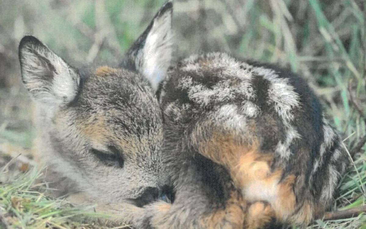 Informace dobrovolnického spolku "Zachraň zvíře před sekačkou Mělnicko" z.s.