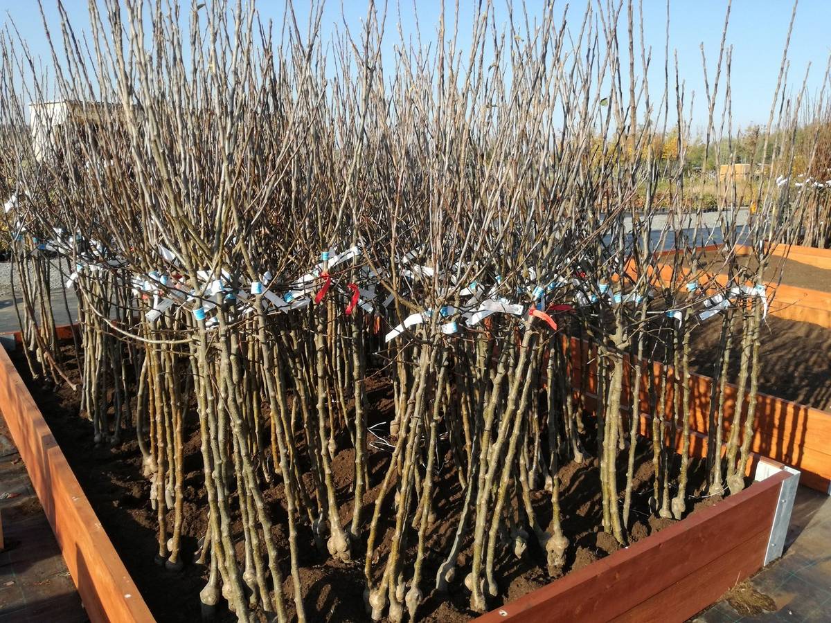 Český rodinný podnik Z Přírody přijede prodávat ovocné stromky a keře prémiové kvality za velice příznivé ceny. Všechny stromky jsou krásně živé a vhodné pro jarní výsadbu.  Prodej se uskuteční v sobotu 11. dubna 2026 od 14.30 hod. na náměstí a bude trvat zhruba půl hodinu.  K prodeji na místě budou:  letní i zimní JABLONĚ A HRUŠKY, pozdní i ranné MERUŇKY, odolné BROSKVE A NEKTARINKY,  ŠVESTKY klasické, velkoplodé i vhodné k pálení, VIŠNĚ a TŘEŠNĚ srdcovky, různé druhy RYBÍZŮ,  rezistentní ANGREŠT i ANGREŠT bez bodláků, velkoplodé RYNGLE A BLUMY a KANADSKÉ BORŮVKY  Ovocné stromky a keře jsou určeny pro jarní výsadbu ve vaší oblasti. Součástí prodeje je i odborné poradenství. Ceny od 50 do 250 Kč za kus.