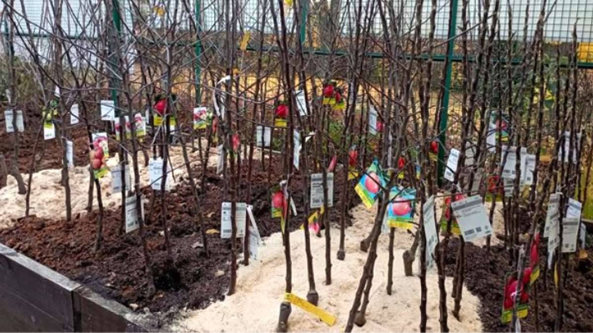 Firma Kohaplant bude v pátek 10.4. v 17:10 hod prodávat před obecním úřadem ovocné stromky a keře k jarní výsadbě. V nabídce jsou také pozdní odrůdy se zvýšenou odolností proti mrazu. Stromky jsou ošetřeny a kořeny zabaleny, takže se mohou sázet i po 14 dnech.