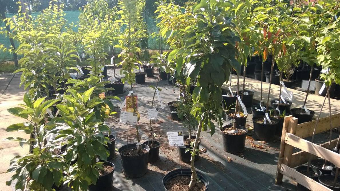 firma Kohaplant, prodejce ovocných stromků, keřů, drobného ovoce a růží, navštíví naši obec,