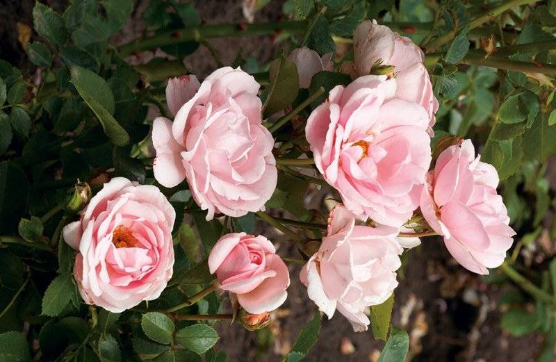 Vážení občané, firma Kohaplant, prodejce ovocných stromků, keřů, drobného ovoce a růží, navštíví naši obec, kde bude nabízet stromky pro jarní výsadbu. V nabídce budou také pozdní odrůdy se zvýšenou odolností proti mrazu. Stromky jsou ošetřeny a kořeny zabaleny, takže se mohou sázet i po 14 dnech. K prodeji budou: hurmikaki, meruňky, třešně srdcovky, jabloně, broskve, nektarinky, hrušky, švestky,  višně, ořechy, moruše, kdoule, lísky, angrešty odolné proti padlí, rybízy, kanadské borůvky, muchovníky (indiánské borůvky), vinná réva a růže různých barev. V nabídce bude také hnojivo na podporu růstu a ujmutí rostlin. Uvedené položky jsou v nabídce do vyprodání zásob.  Prodej se uskuteční v sobotu 11.4.2026 v 16:00 hod. na náměstí v Hustopečích nad Bečvou.   Těšíme se na vaši účast!