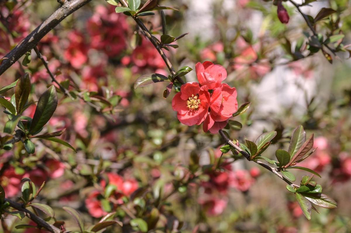 V sobotu 11.4.2026 od 16:30 do 17 hodin budou na návsi v Hřiměždicích prodávat ovocné stromky a keře určené pro jarní výsadbu. Více informací v letáku.