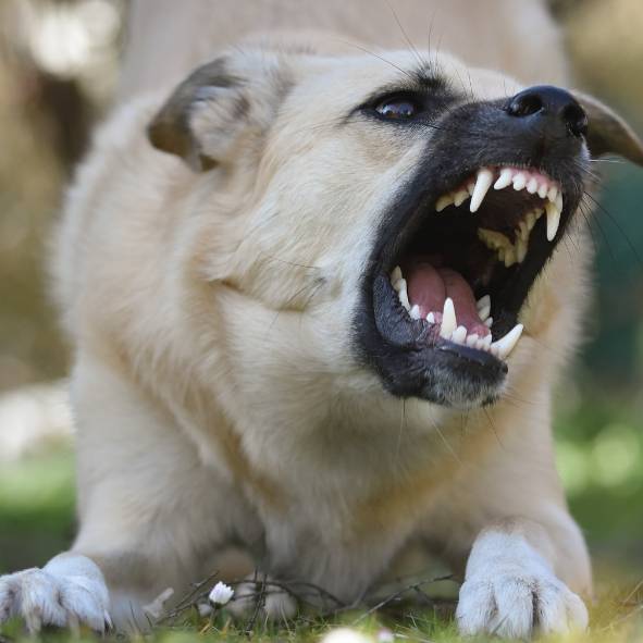 V uplynulých týdnech došlo opakovaně k volnému pobíhání psů většího vzrůstu v okolí ul. Sadová.