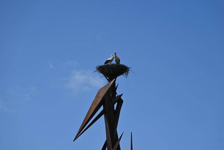 Letos si hranický čáp dal načas. Na hnízdě se objevil  v sobotu 4. dubna a od té doby vyhlížel partnerku.  Ta dorazila ve středu 8. dubna odpoledne. Na kameře si můžete ověřit aktuální stav.