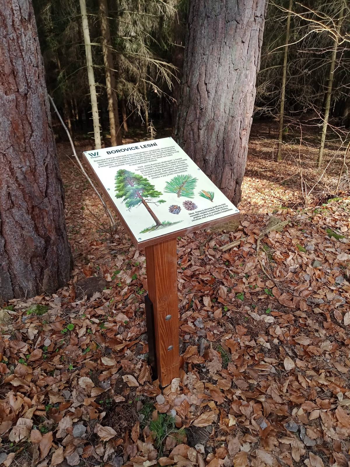 Oblíbený okruh nedaleko sídliště ve Vimperku se v březnu dočkal nových informačních panelů. Ty nahradily poškozené původní panely z roku 2011 realizované Občanským sdružením Stanislavy Chumanové. Šest nových panelů s krásnými ilustracemi přináší zajímavosti o stromech a obsahuje krátké naučné úkoly pro děti. Během procházky se tak návštěvníci mohou například dozvědět, co jsou duběnky a k čemu se dříve využívaly, nebo u kterého stromu se věřilo, že chrání před zlými duchy. Okruh se v letošním roce dočká i dalších novinek. V následujících měsících dojde k výměně informační cedule přímo v obci Hrabice a bude nainstalována nová dřevěná hlava koně na odpočinkovou vyhlídku. Věříme, že tím uděláme radost nejenom dětem, ale všem lidem z Vimperka a okolí, kteří rádi tráví čas v krásné přírodě. Lenka Pechoušková, odbor školství, kultury a cestovního ruchu   Hrabický okruh na Kudyznudy.cz 👉 www.kudyznudy.cz/aktivity/hrabicky-okruh-ve-vimperku Hrabický okruh na Mapy.cz👉 mapy.com/s/catesozoro