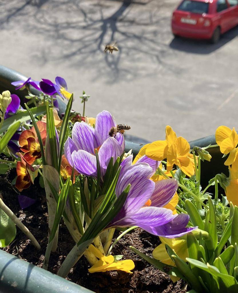 Všeruby v dubnu? To je prostě barevná jízda! Vyzdobili jsme úřad, rozzářili příjezd do města a udělali radost všem kolemjdoucím i poletujícím. Včelí inspekce nám dala 10 bodů z 10, tak snad se bude líbit i vám.