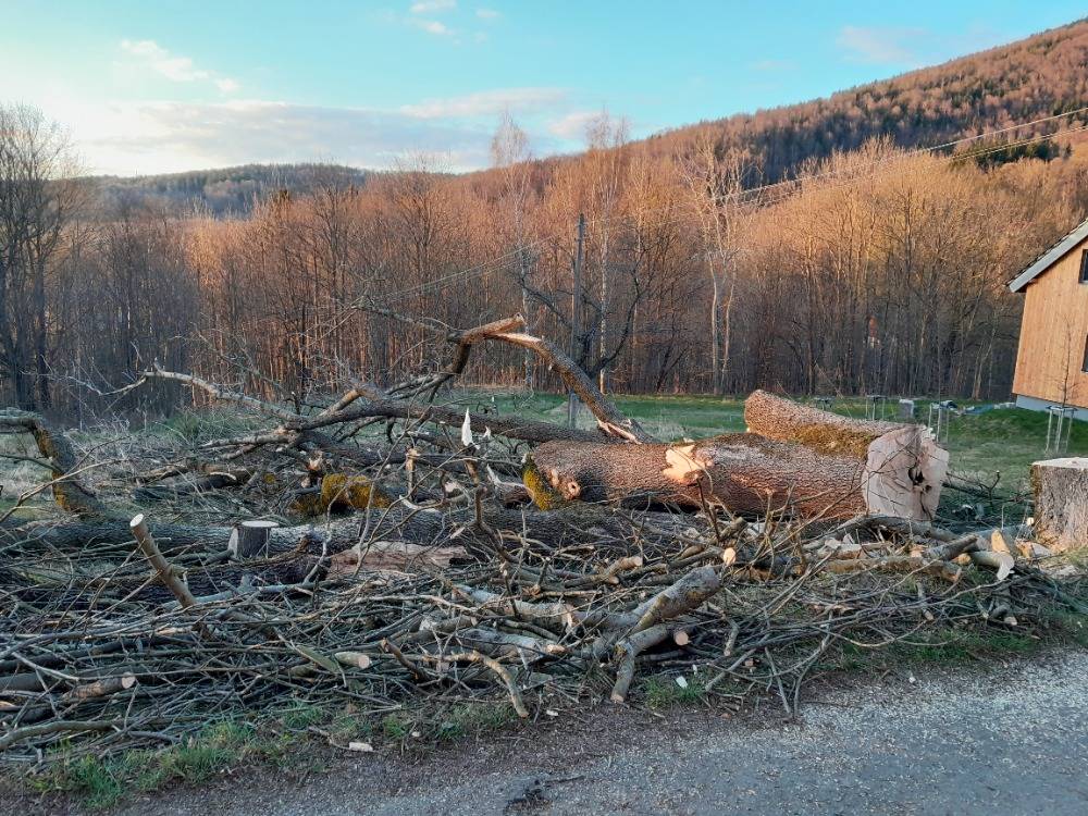 Obec nabízí prodej pokáceného jasanu u obecní komunikace. Strom je neúplně rozřezaný viz. foto. Celkový objem činí 7,23m3 a cena je 12291kč. Pozemek je potřeba uklidit i od větví, pokud by nebyl o větve tenčí než 7cm zájem, tak tyto je potřeba nanosit k cestě na kupy.