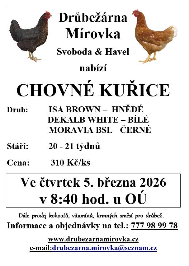 Drůbežárna Mírovka nabízí chovné kuřice plemen ISA BROWN, DEKALB WHITE a MORAVIA BSL, které jsou ve stáří 20–21 týdnů. Cena za kus činí 310 Kč. Prodej proběhne ve čtvrtek 5. března 2026 v 8:40 hodin u Obecního úřadu.