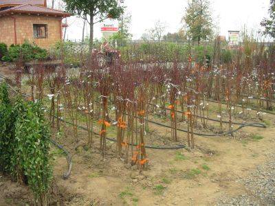 Firma Kohaplant, prodejce ovocných stromků, keřů, drobného ovoce a růží, navštíví naši obec, kde bude nabízet stromky pro jarní výsadbu. Prodej se uskuteční v sobotu 11. dubna v 11:20h na prostranství před KD.