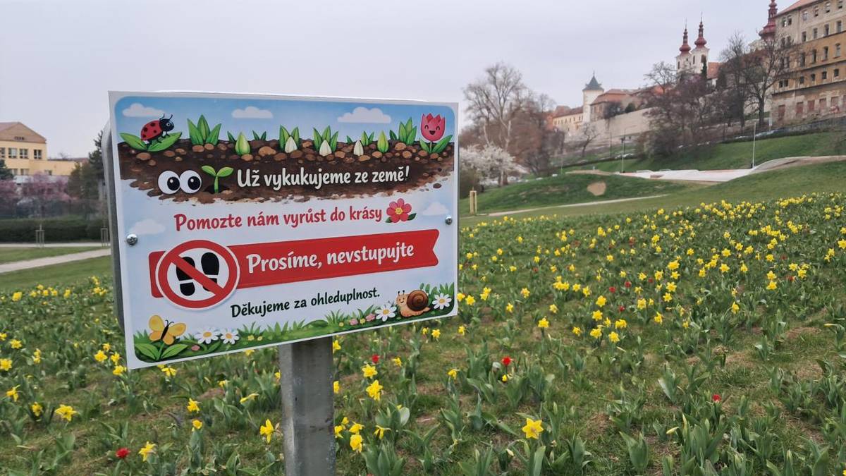 Travnatá plocha pod Nákladní ulicí se v posledních dnech proměnila v příjemné místo plné rozkvetlých narcisů a tulipánů. Květiny dodávají lokalitě nový půvab a zpříjemňují cestu i výhled směrem z centra do Podměstí.