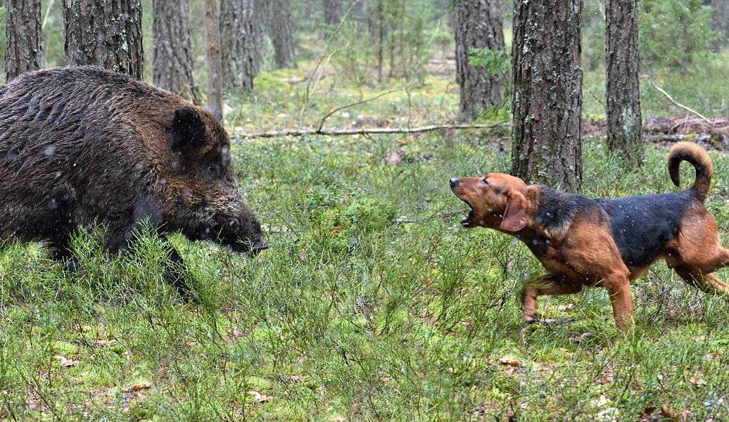 Nákaza potvrzena v honitbě Honebního společenstva Veverská Bítýška