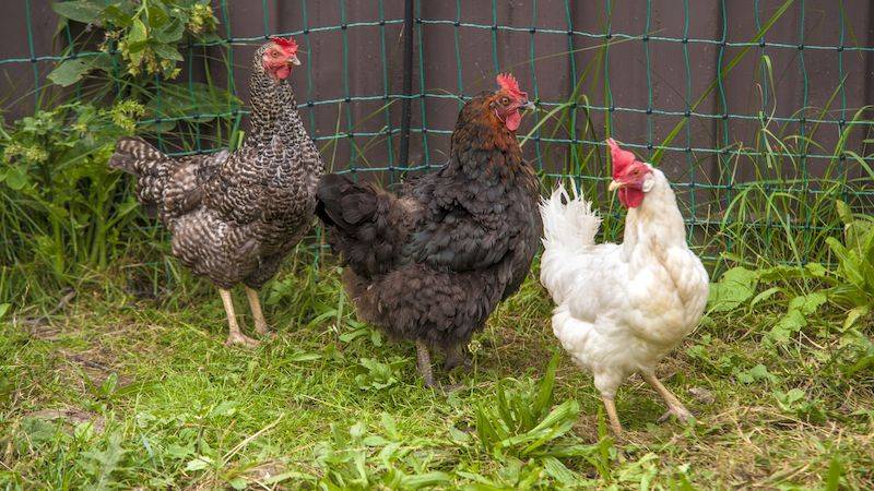 V katastru naší obce byly za turistickým přístřeškem na Kule nalezeny pohozené uhynulé slepice. Tato skutečnosct byla nahlášena starostovi obce, který nechal členy jednotky obce slepice zajistit dle instrukcí Státní veterinární správy, které byly následně slepice v počtu 7ks předány. Více v příloze.