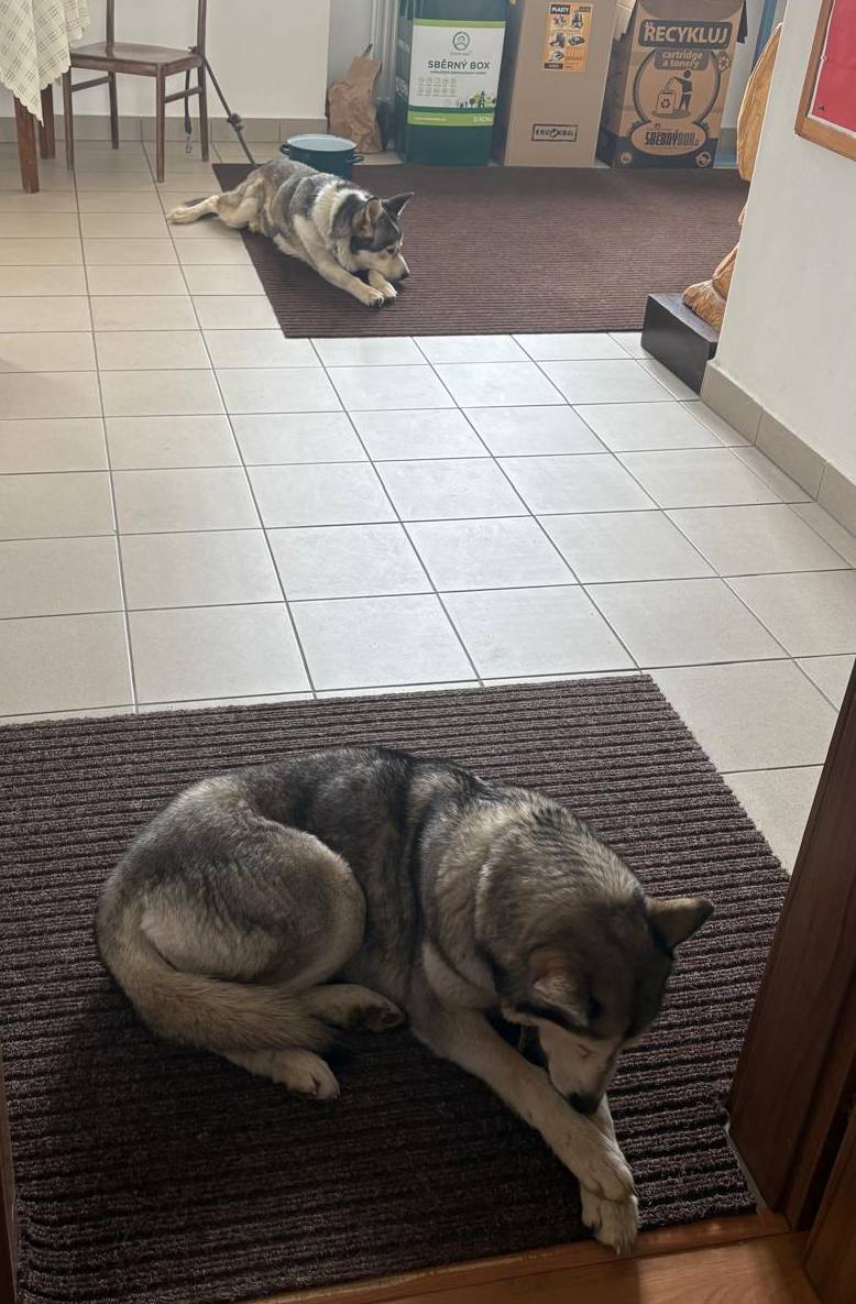 Na obecní úřad dnes zabloudili tito dva krasní, hodní čtyřnozí kamarádi.  Kdo je postrádá, nechť se pro ně co nejdříve zastaví!