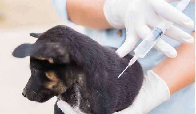 Ve spolupráci s MVDr. Pochobradským zveme majitele psů na očkování.   Termín: 18.4.2026  v době 9.30 - 10.00 hod Místo: u zastávky v centru obce Cena:  vakcína proti vzteklině Kč 200,-/pes vakcína proti vzteklině s kombinací Kč 350,-/pes