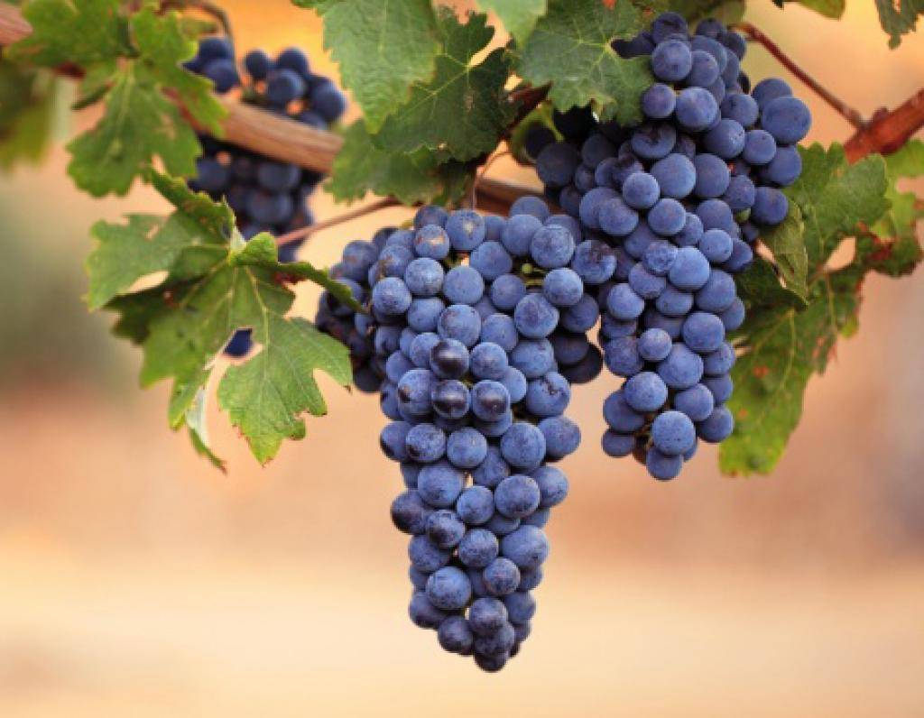 firma Kohaplant  14.4.2026