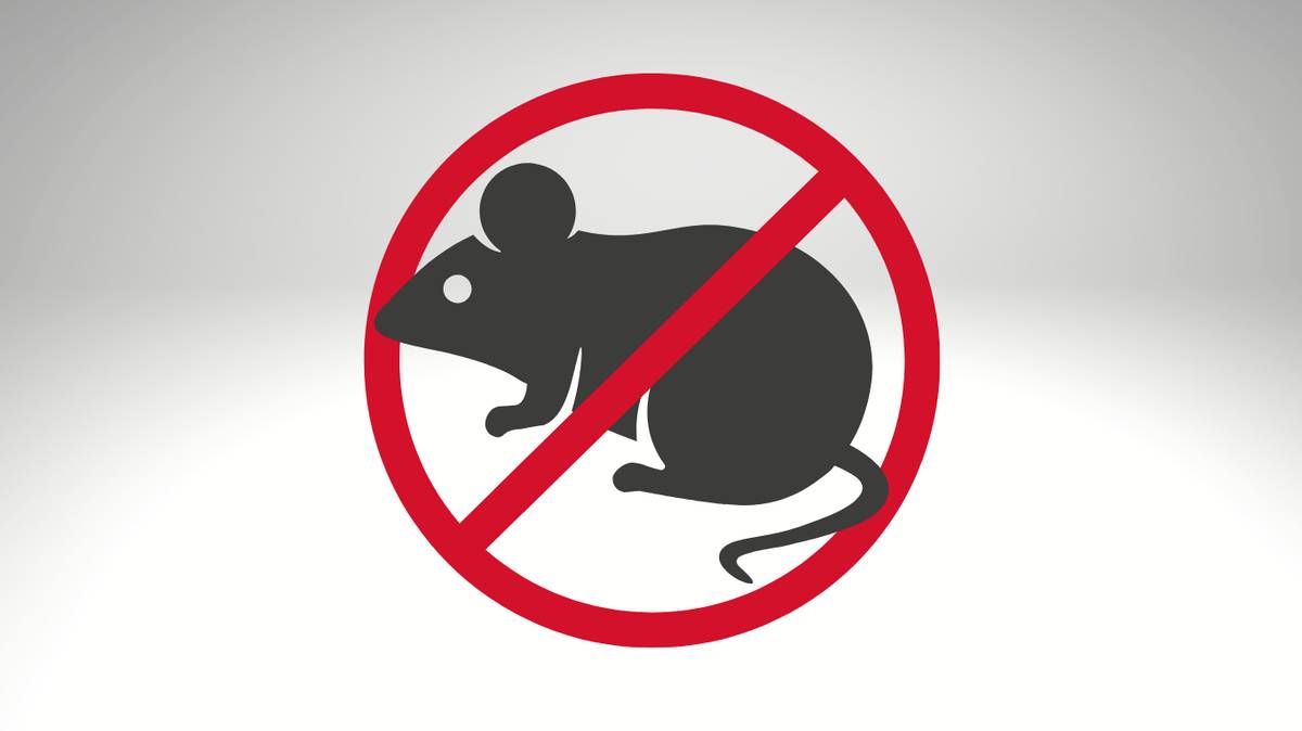 Oznamujeme občanům, že ve dnech  30. dubna, 7. a 15. května 2026 bude prováděna velkoplošná deratizace města. Akci zabezpečuje firma Deratex, spol. s r.o. se sídlem ve Zlíně, která provede ošetření kanalizační sítě, veřejných ploch a vybraných objektů. Vzhledem k tomu, že je pravděpodobný výskyt hlodavců i v okolí obytných domů a hospodářských stavení, vyzýváme občany ke spolupráci při vyhledávání pobytu hlodavců. Pokud to situace vyžaduje, obraťte se přímo na pracovníky jmenované firmy, anebo nahlaste své požadavky na odbor financí, majetku a investic Městského úřadu Veselí nad Moravou, aby bylo zabezpečeno komplexní ošetření města. Případný výskyt hlodavců můžete nahlásit: Deratex, spol. s r.o U Tescomy 251 760 01 Zlín - Lužkovice tel: 732 754 501 nebo Městský úřad Veselí nad Moravou Odbor financí, majetku a rozvoje Radka Nekardová Park P. Bezruče, č. dveří 217 tel: 518 670 136 email: nekardova@veseli-nad-moravou.cz