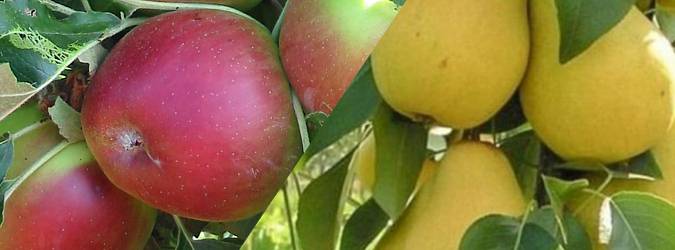 Občané si mohou uvedené zboží zakoupit dne:14.04.2026  v čase: 16:20 na prodejním místě: parkoviště u Domovjanky.