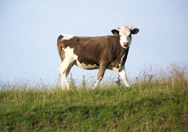 V pátek 10. dubna 2026 utekly jalovice z ohrady ve Vlkančicích. Pokud je spatříte, prosíme o okamžité kontaktování na tel. čísle 734 324 558, David Procházka. Dbejte na bezpečnost, nevstupujte k nim a držte psy na vodítku.