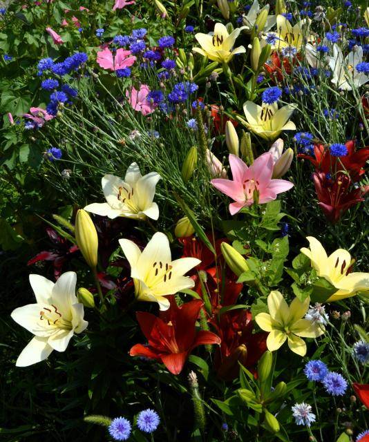 Strojní výsadba lilií proběhne na několika místech v centru města - na Přikrylově nám. u zámku (2 záhony o celkové rozloze 100 m2) a v ul. Blahoslavova u objektu OP Office a u sokolovny (2 záhony o celkové rozloze 100 m2).                               Číst dál...