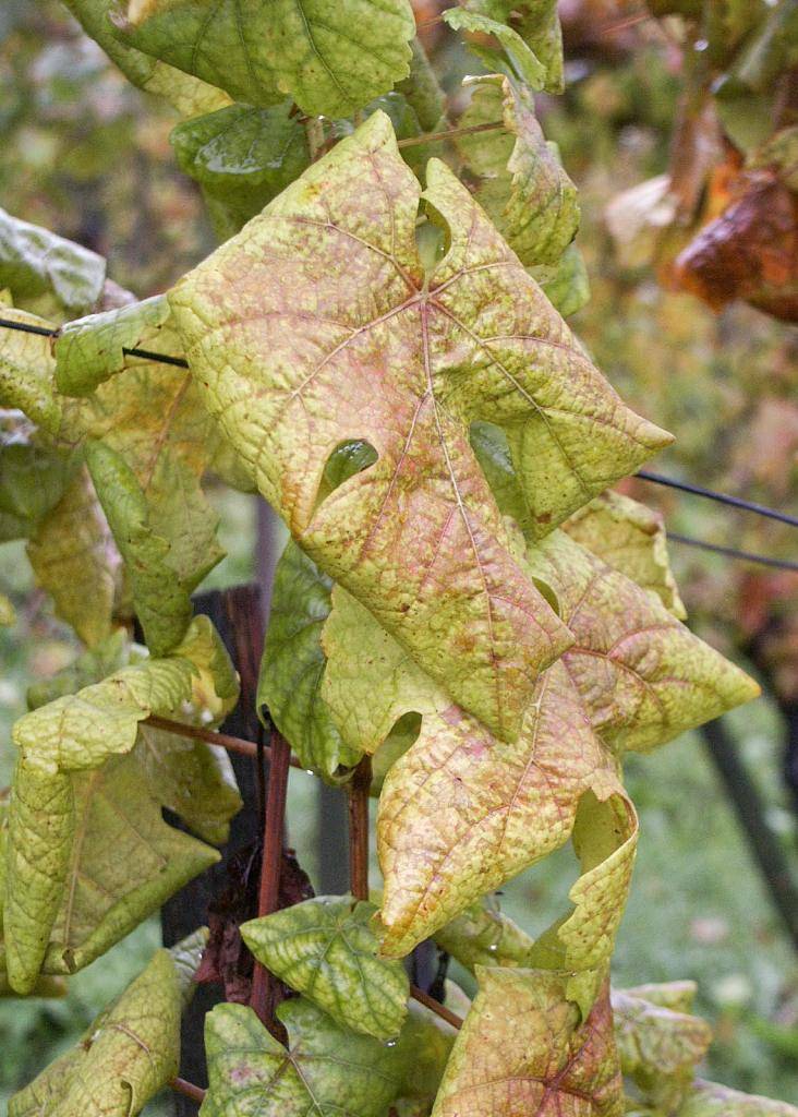 Ústredný kontrolný a skúšobný ústav poľnohospodársky upozorňuje na klamlivé a zavádzajúce informácie o ochrane vinohradov pri výskyte karanténneho ochorenia - zlaté žltnutie viniča.  Viac info v prílohe.