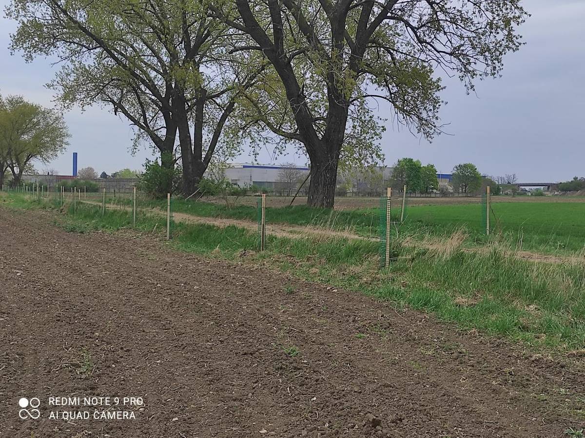 Výsadba stromov v katastri obce Dolná Streda