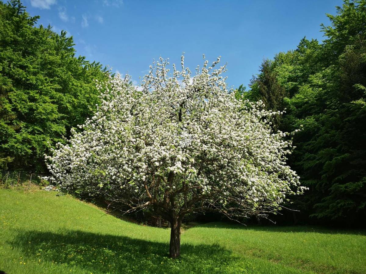 Občané si mohou uvedené zboží zakoupit dne 17.dubna 2026 v čase 14:40 hodin na prodejním místě u obecního úřadu.