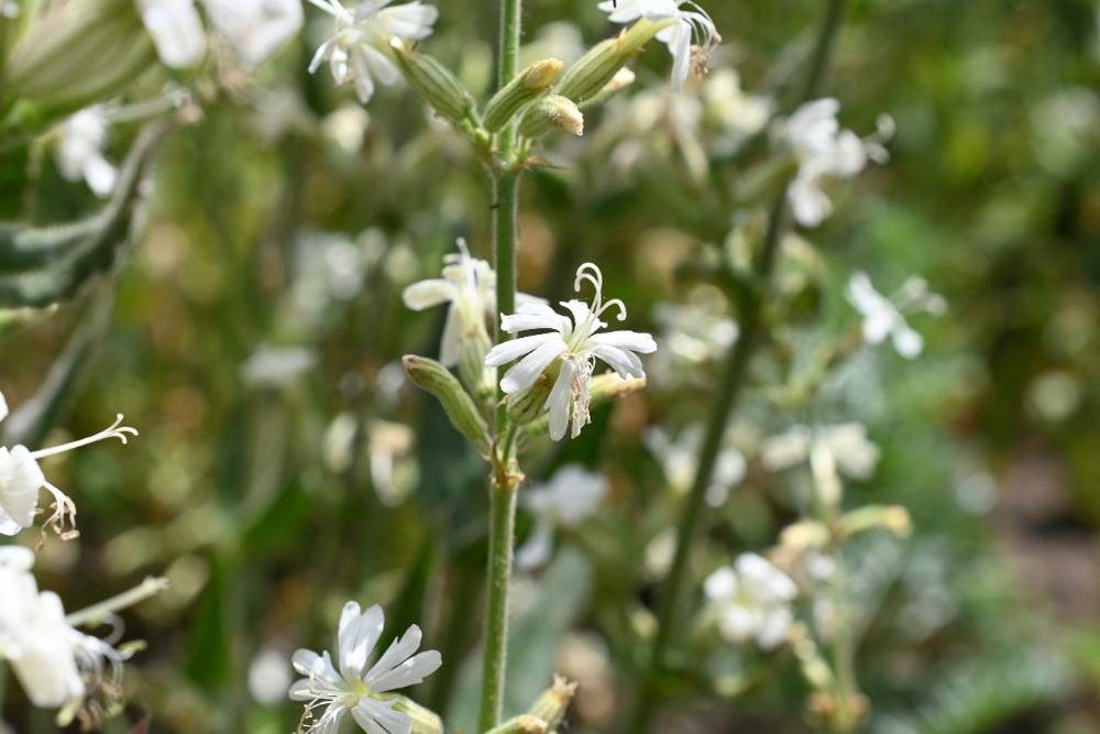 Na první pohled nenápadná, při bližším pohledu velmi dekorativní. Silenka lepkavá je rostlina, která z naší krajiny téměř zmizela.
