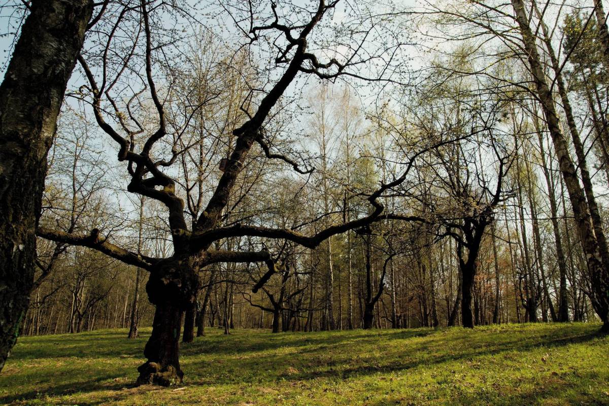 Ak ste návštevníkmi lesoparku, iste ste si všimli, že Mestské hospodárstvo a správa lesov tu realizuje nevyhnutný výrub stromov - suchých a poškodených hubami či inými činiteľmi. Ide o každoročný ozdravný proces na Brezine. Sanácia chorých stromov je dôležitá aj pri ochrane zdravia a životov návštevníkov lesoparku. „Strom sa totiž môže javiť ako zdravý a zrazu padne. Zisťujeme, že jeho korene [...]Čítať viac...