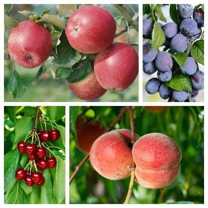 Firma Kohaplant, prodejce ovocných stromků, keřů, drobného ovoce a růží přijede v pátek 17. dubna od 11:20 hodin před prodejnu K plus, kde bude nabízet stromky pro jarní výsadbu. V nabídce budou také pozdní odrůdy se zvýšenou odolností proti mrazu.