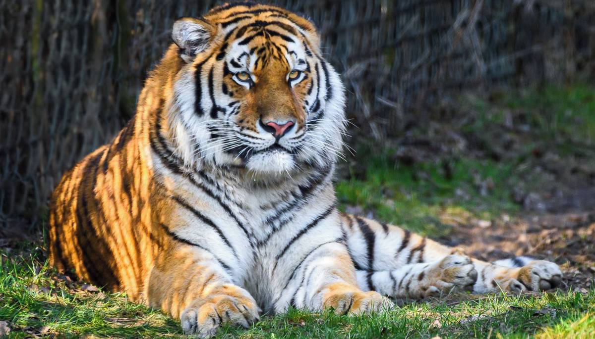 Zlín - Do Zoo Zlín na začátku března dorazil nový samec tygr ussurijský. Mladý samec jménem Ambasador pochází z německé Zoo Münster, kde se narodil na konci května 2024. Pochází ze tří sourozenců a do Zlína byl přivezen na základě doporučení koordinátora Evropského záchovného programu tygrů ussurijských. Stane se novým partnerem sedmileté tygřice Samby.