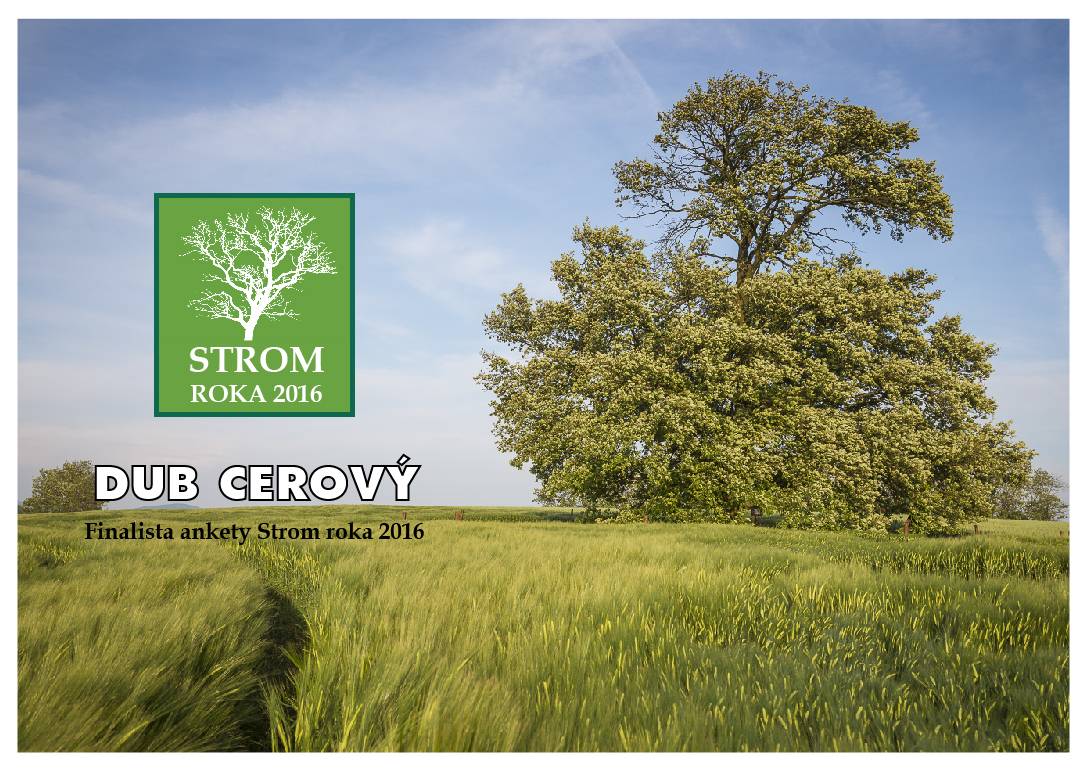 Anketa Strom roka 2016