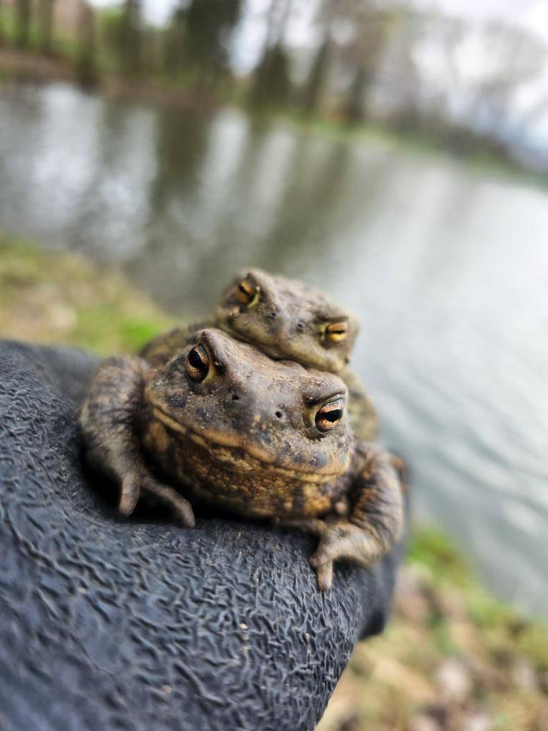 Stovky žab se podařilo zachránit dobrovolníkům na silnici mezi Šternberkem a Krakořicemi. U silnice, kterou žáby přeskakovaly a umíraly pod koly aut, postavili několik set metrů zábran a žáby denně ručně přenášejí   do blízkého rybníka.