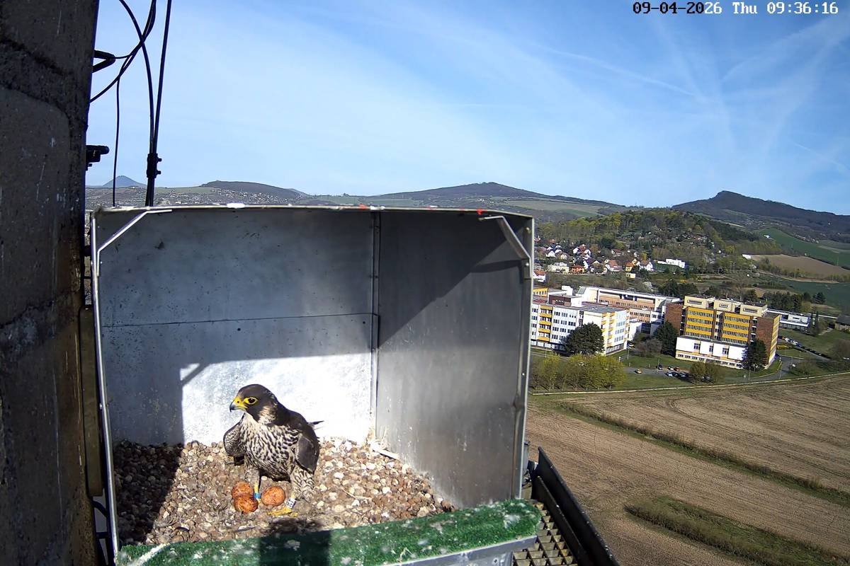 Komín litoměřické výtopny se stal domovem vzácných dravců. Ve speciální budce umístěné na ochozu komína zahnízdil pár sokolů stěhovavých. Díky webkameře, kterou společnost ENERGIE Holding nechala k budce instalovat, je možné hnízdící pár sledovat on-line prostřednictvím tohoto odkazu.  Během pravidelných kontrol hnízdiště se podařilo ornitologům odečíst kroužky všem dravcům, kteří se na něm od jara vyskytovali. Díky tomu mohli přesně určit jejich původ i dosavadní „životopis“. Hnízdním samcem je dospělý jedinec s označením A70, který byl jako mládě okroužkován v roce 2023 v areálu Mondi Štětí. Litoměřice pro něj nejsou novým působištěm, už loni zde úspěšně vyvedl mláďata a letos se na stejné místo vrátil. Samička, která letos tvoří pár s hnízdním samcem, je naopak velmi mladá. Vylíhla se teprve loni v hnízdní budce na teplárně v Českých Budějovicích. U sokolů přitom bývá běžné, že samice začínají hnízdit až ve třetím nebo čtvrtém roce života. Letošní hnízdění je tak v jejím případě spíše výjimečné. Přesto podle odborníků existuje důvod k optimismu. Pokud vše dobře dopadne, mohla by mladá samička svou první hnízdní sezónu zvládnout. V současné době sedí na třech vajíčkách, které nonstop zahřívá. Zajímavostí je i krátká návštěva dalšího samce s označením BKE, který byl 11. března letošního roku na komíně pozorován. Tento mladý sokol pochází z Českých Budějovic, kde byl okroužkován v roce 2024. Šlo ale pouze o přechodný výskyt bez vazby na zdejší hnízdění. Speciální budka se na komíně litoměřické teplárny nachází už roku 2020, sokoli v ní však hnízdí teprve třetí sezónu.   Sokol stěhovavý byl v minulosti v České republice na pokraji vyhubení, především kvůli používání pesticidů v zemědělství. Díky ochranářským opatřením se však jeho populace postupně obnovila a dnes se opět vrací i do měst. Přirozeně hnízdí na skalních stěnách, stále častěji ale využívá i vysoké stavby – komíny, věže nebo výškové budovy. Průmyslové areály se tak stávají pro sokoly překvapivě vhodným útočištěm. Sokoli si nestaví klasická hnízda, vejce kladou do jednoduchého důlku na podkladu. Mláďata se líhnou zhruba měsíc po snůšce, během dubna až začátku května.    Foto: Snímky jsou pořízeny z webkamery umístěné na ochozu komína teplárna. První je z 9. dubna, druhý ze 17. dubna.